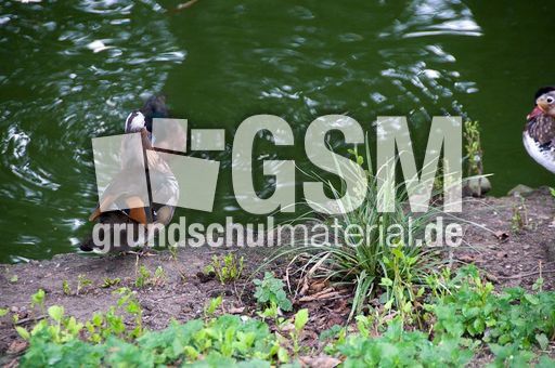 Mandarinente (1 von 3).jpg